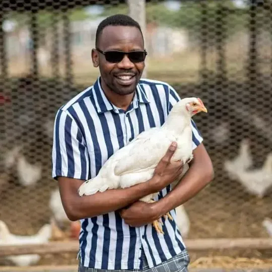 Man wearing sunglasses holding a white chicken in a poultry farm