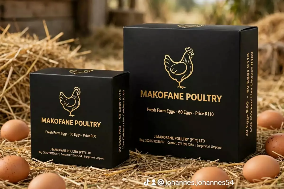 Two black and gold Makofane Poultry egg boxes on straw with fresh brown eggs